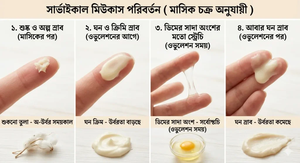 সার্ভিকাল মিউকাস বা সাদা স্রাব পর্যবেক্ষণ